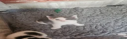 Ragdoll cats for sale: Beautiful Home-Reared Ragdoll Cross Kittens - Advert 11