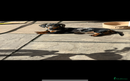 Miniature Dachshund dogs for sale: Miniature dachshund puppies for sale  - Advert 8