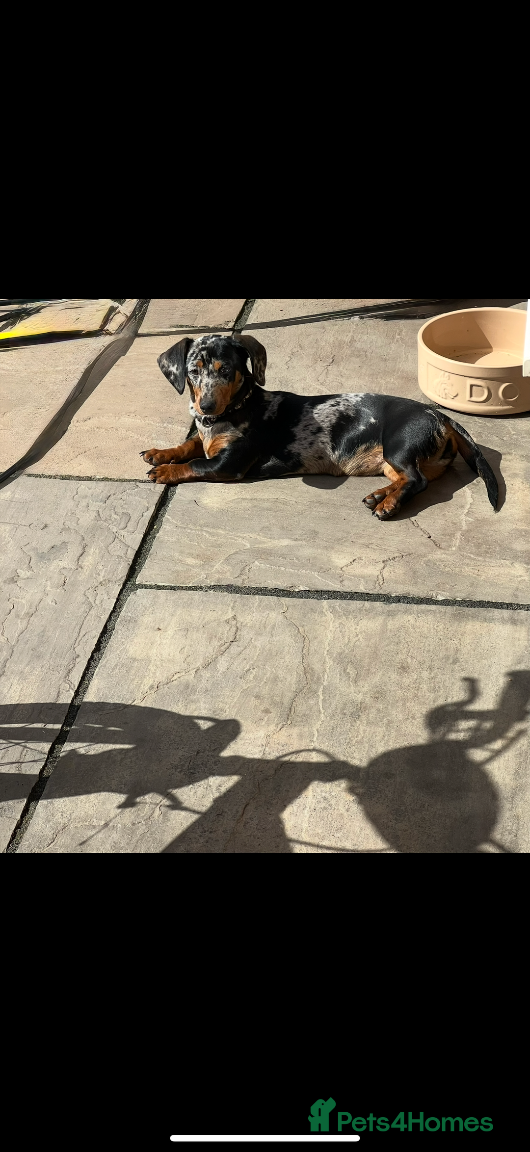 Miniature Dachshund dogs for sale: Miniature dachshund puppies for sale  - Advert 8
