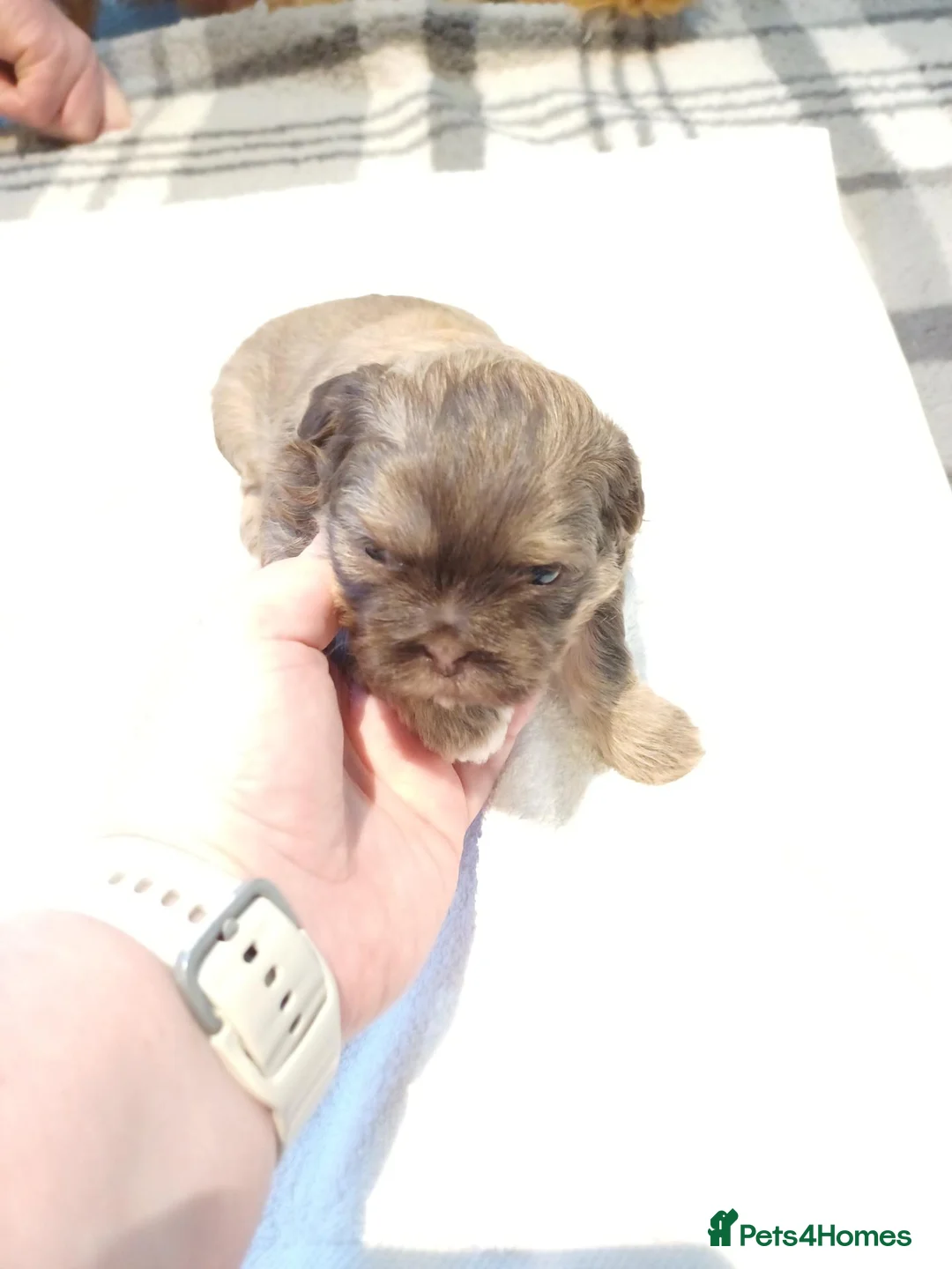 Shih Tzu dogs for sale: KARASHISHI IMPERIAL SHIH TZU PUPPIES 💕🐾 - Advert 8