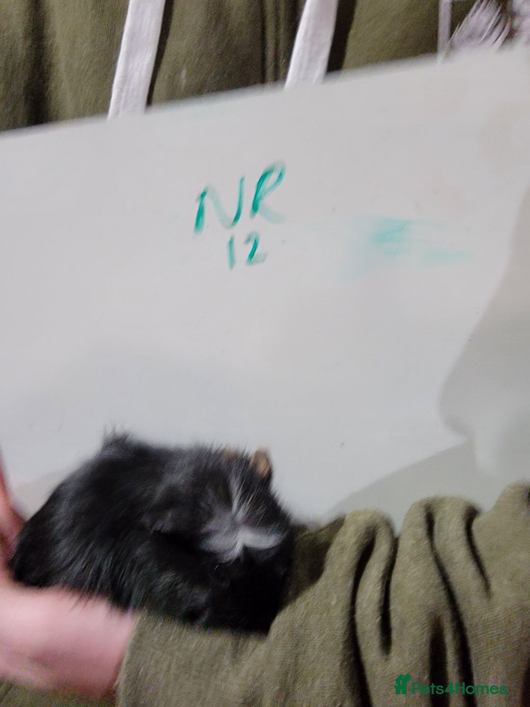 Guinea Pig rodents for sale: Male guinea pigs - Advert 12