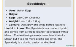 Chickens poultry for sale: Handsome Speckledy Rooster 🐓 - Advert 4