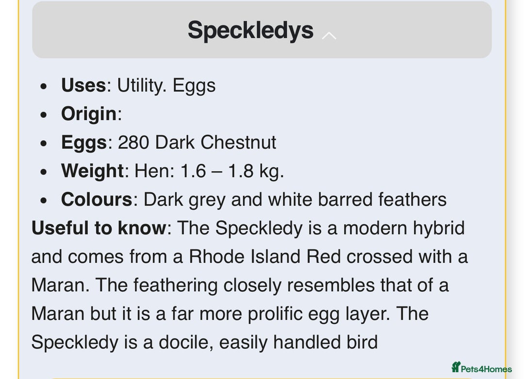 Chickens poultry for sale: Handsome Speckledy Rooster 🐓 - Advert 4