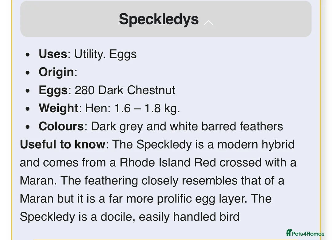 Chickens poultry for sale: Handsome Speckledy Rooster 🐓 - Advert 4