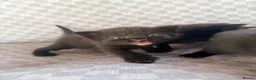 Mixed Breed cats for sale: Black tabby kittens  - Advert 15