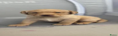 Labrador Retriever 3