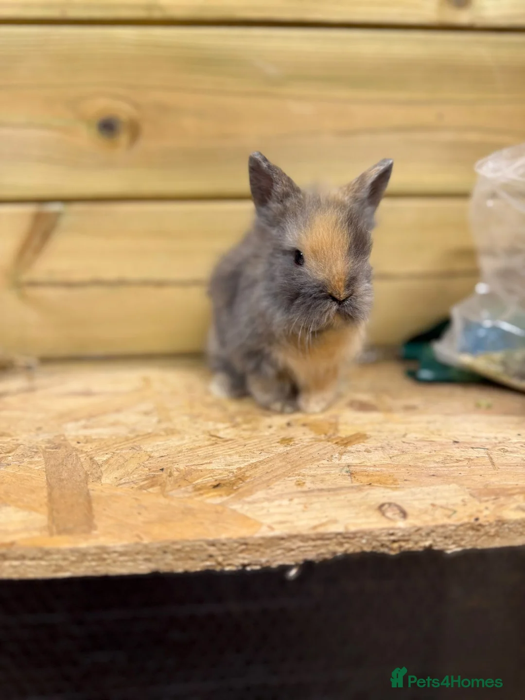 Lionhead rabbits for sale: ✨Double maned Lionhead babies✨ - Advert 7