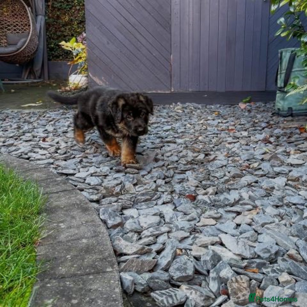 German Shepherd dogs for sale:  Kc Purebred German Shepherd  - Advert 12