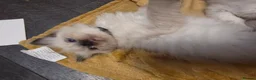 Ragdoll cats for sale: 🩵 6 Beautiful pure ragdolls 🩷 - Advert 5