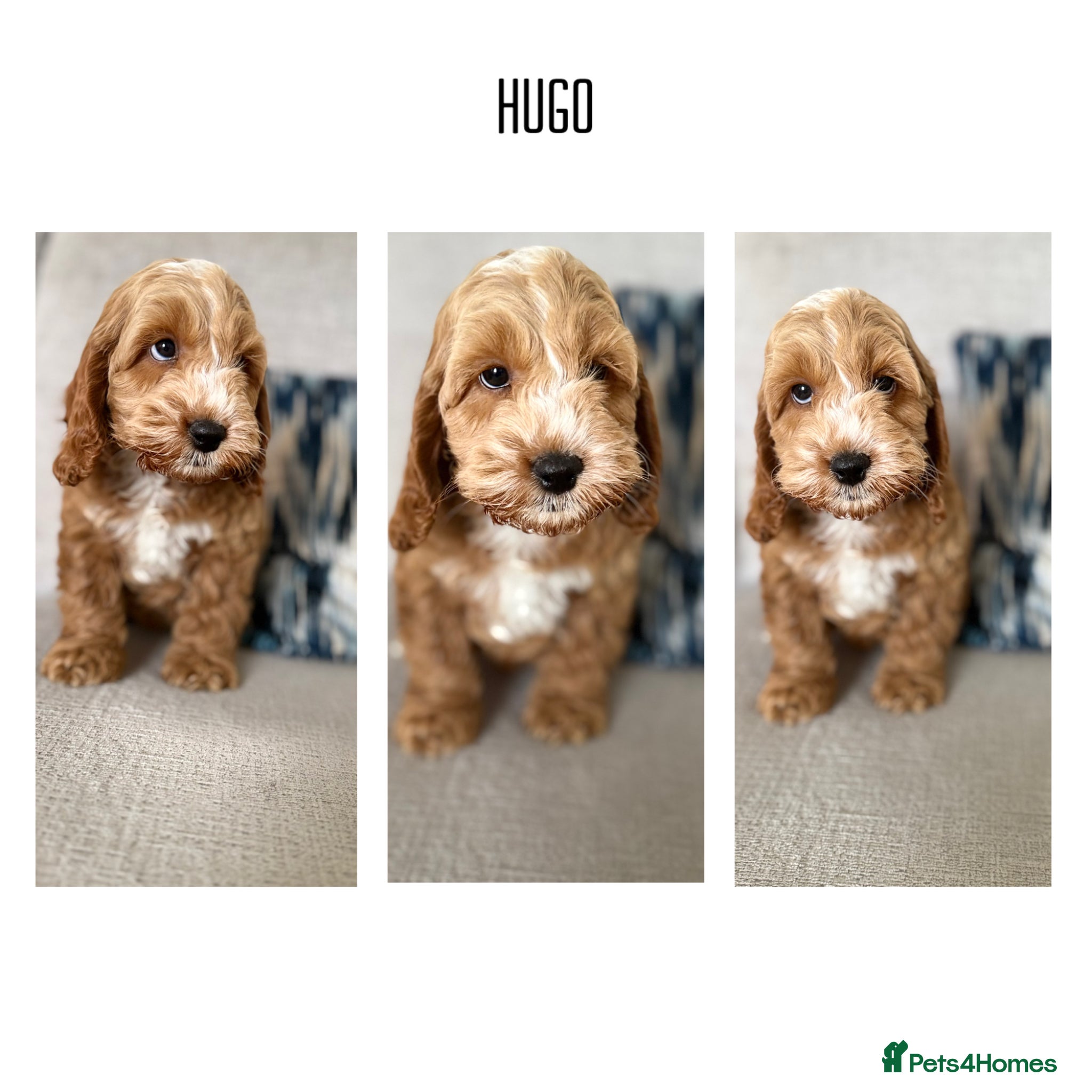 Cockapoo dogs F1 cockapoo puppies ‼️PRICE DROP‼️ - Advert 15