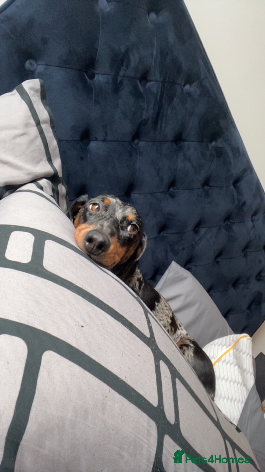 Dachshund dogs for sale: Smokey - Advert 2