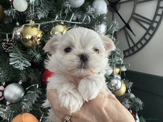 Maltese dogs Adorable Korean KC Registered Maltese Puppies - Advert 1