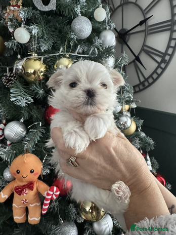 Maltese dogs Adorable Korean KC Registered Maltese Puppies - Advert 1