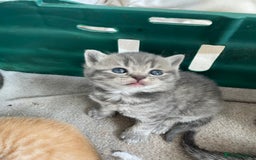Scottish Fold cats for sale: Pedigree Scottish fold kittens for sale - Image 3