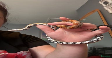 Corn Snake reptiles - Advert 10
