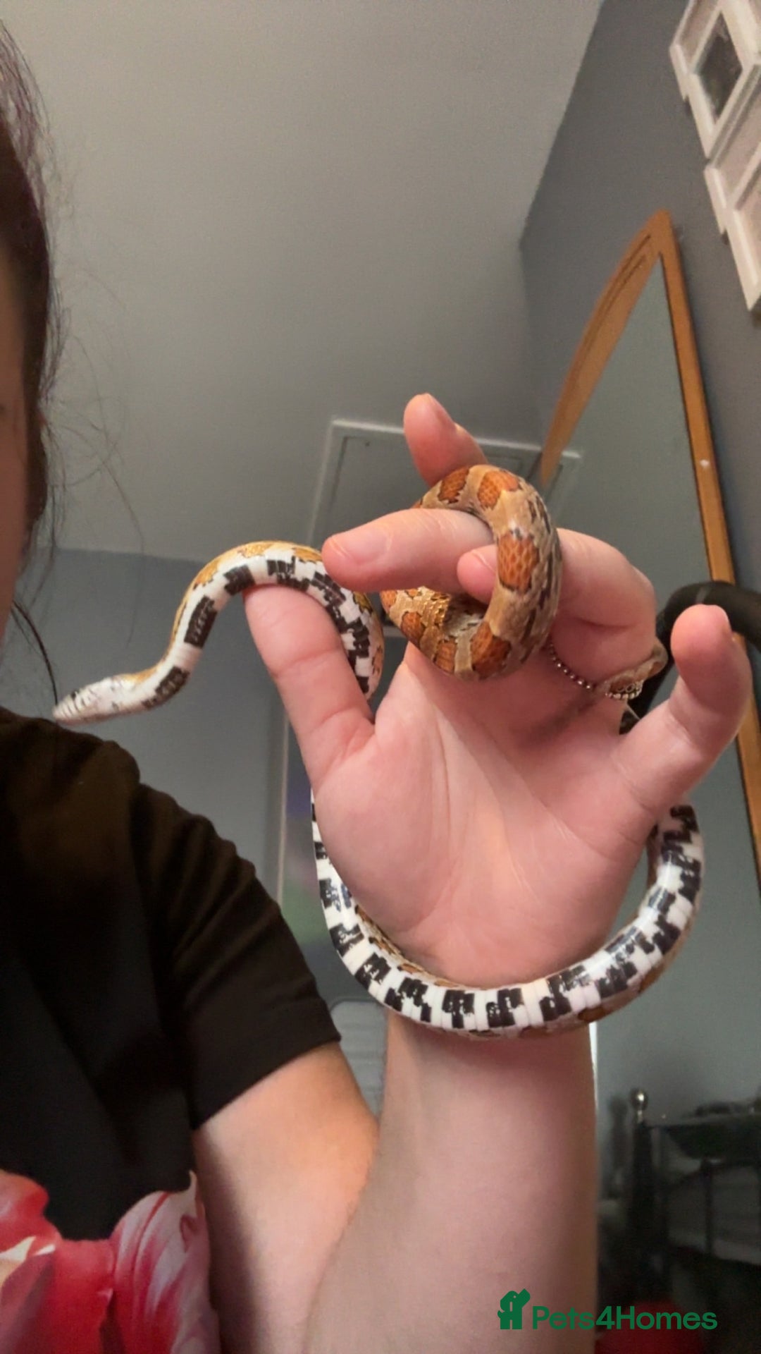 Corn Snake reptiles for sale: Corn Snake - Image 2