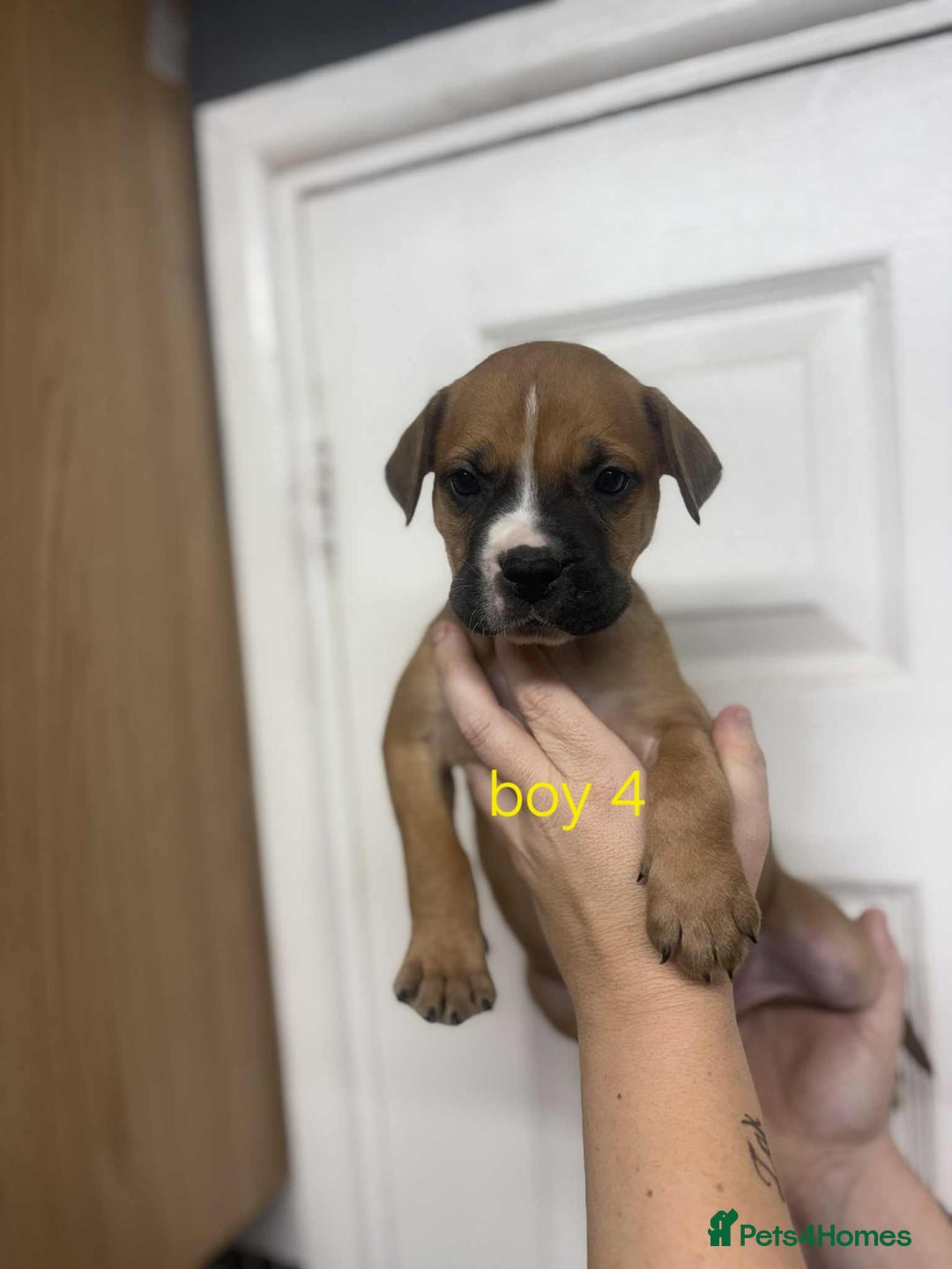 Mixed Breed dogs for sale: Beautiful mastiff cross pups - Image 29