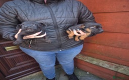 Patterdale Terrier dogs for sale: Patterdale Puppies - Advert 10