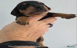 Miniature Dachshund dogs for sale: Shorthaired Minature Daschunds  - Image 2