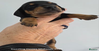 Miniature Dachshund dogs - Advert 11