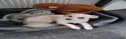 Mixed Breed dogs for sale: Male mix breed - Advert 1