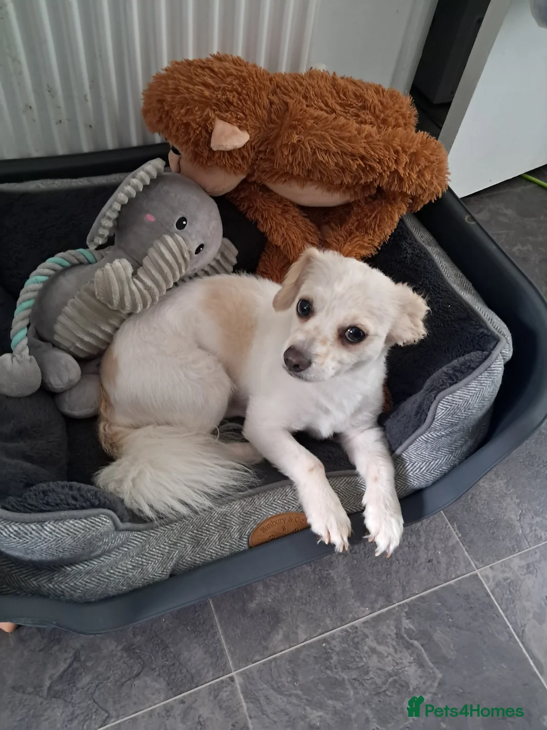 Mixed Breed dogs for sale: Male mix breed - Advert 1