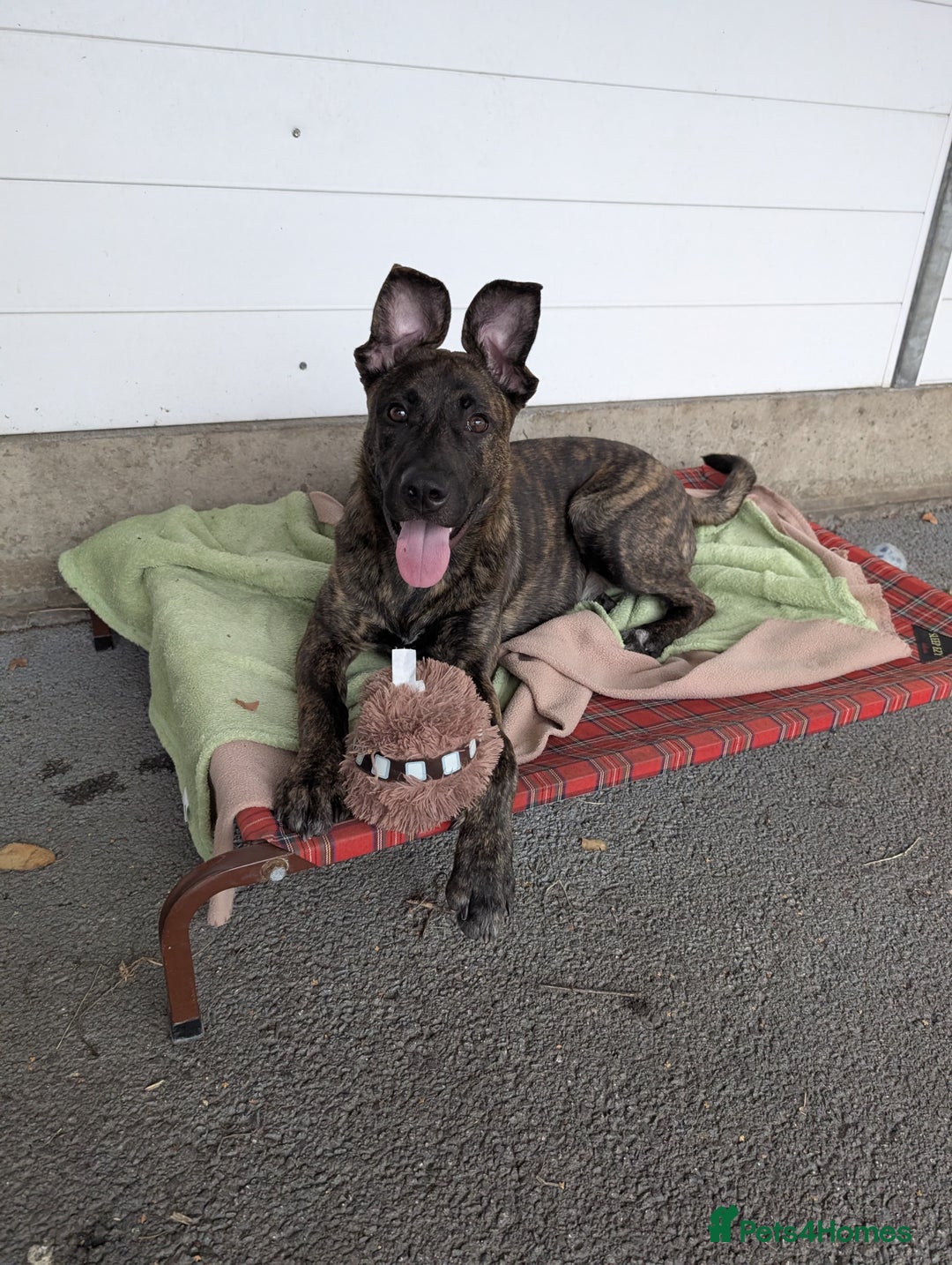 Mixed Breed dogs for adoption: Kiki  - Image 4