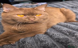 British Shorthair cats for stud: 💦CINNAMON BSH❣️GCCF & TICA active💙STUD 🩸Blood B - Image 6