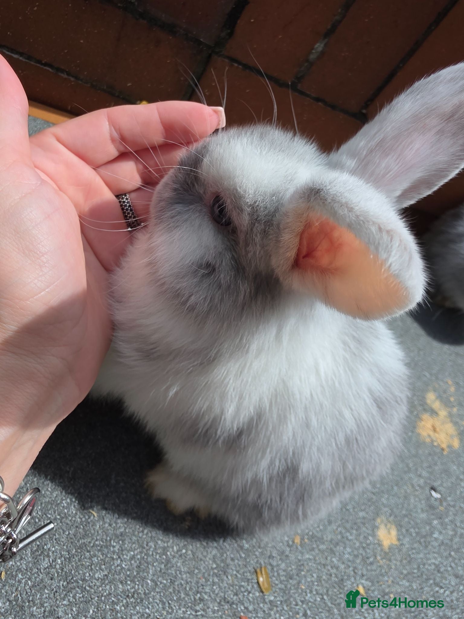 Mini Lop rabbits Mini loop - Advert 1