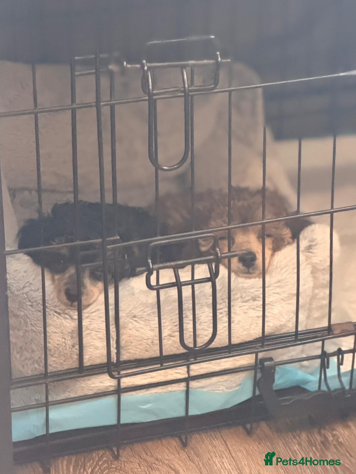 Toy Poodle dogs Toy poodle boys - Advert 2