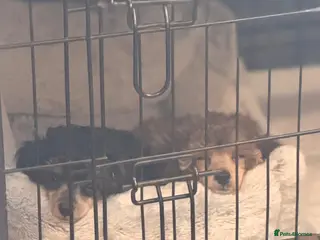 Toy Poodle dogs Toy poodle boys - Advert 2