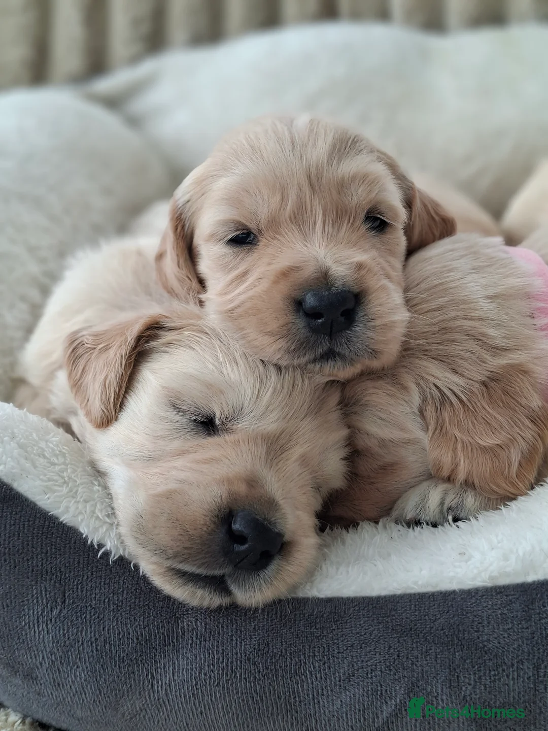 Golden Retriever dogs for sale: 🐾 Beautiful Golden Retriever Puppies for Sale 🐾 - Advert 1