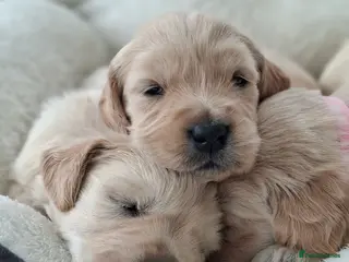 Golden Retriever dogs 🐾 Beautiful Golden Retriever Puppies for Sale 🐾 - Advert 1