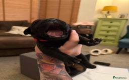 Cane Corso dogs for sale: Large Cane Corso pups - Advert 15