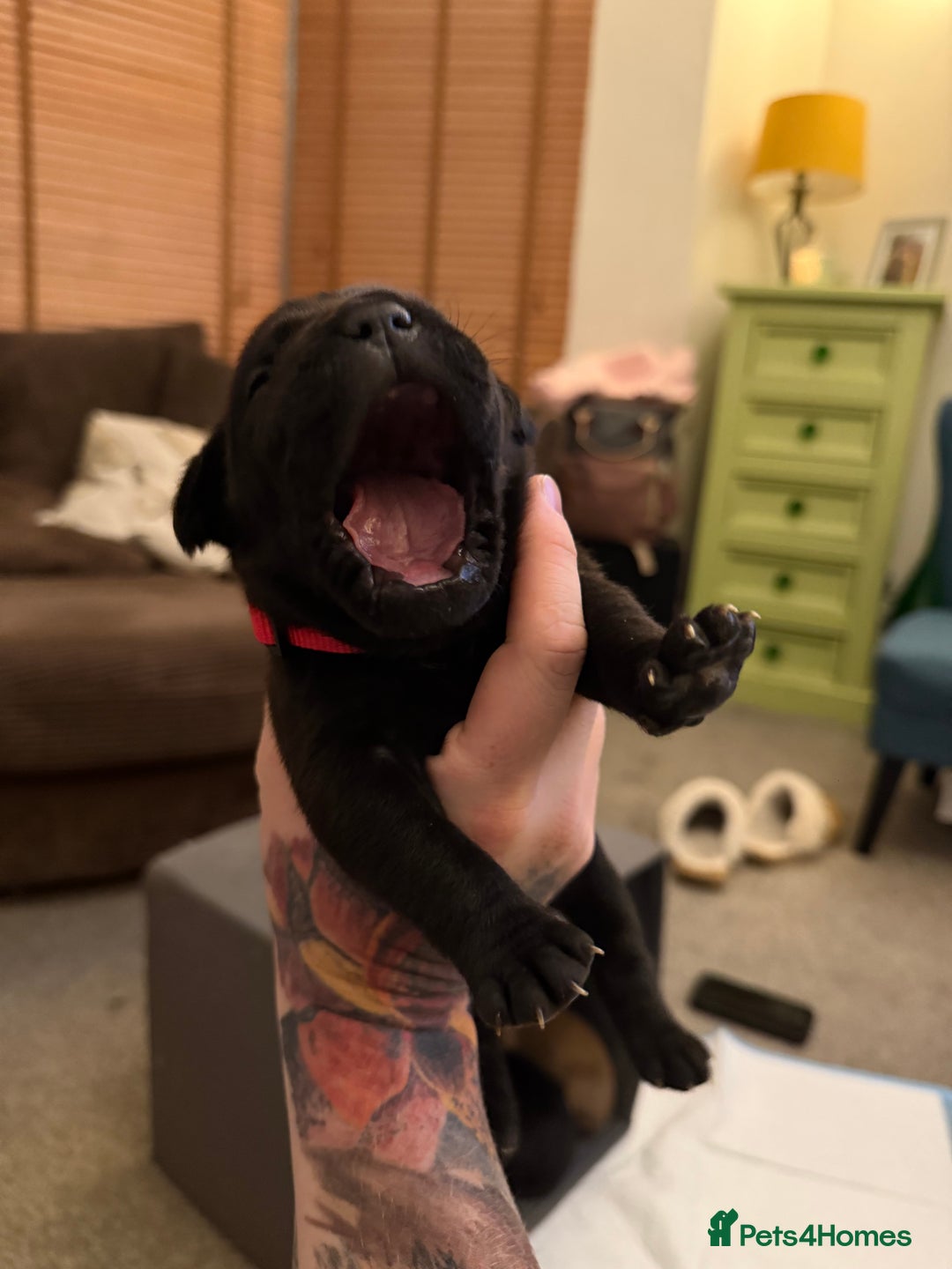 Cane Corso dogs for sale: Large Cane Corso pups - Advert 15