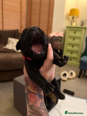 Cane Corso Puppy 4