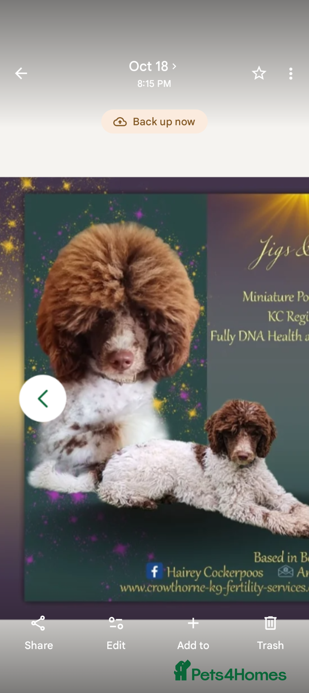 Miniature Poodle dogs for sale: Beautiful miniature parti - Advert 10
