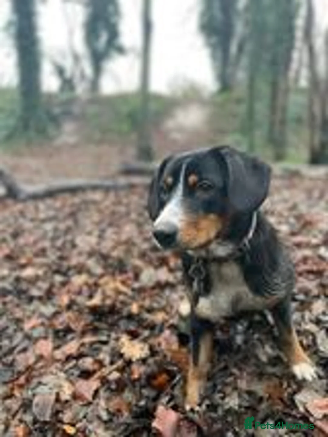 Entlebucher Mountain Dog dogs for sale: Valentines Day Entlebucher Puppies - Advert 1
