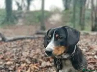 Entlebucher Mountain Dog dogs Valentines Day Entlebucher Puppies - Advert 1