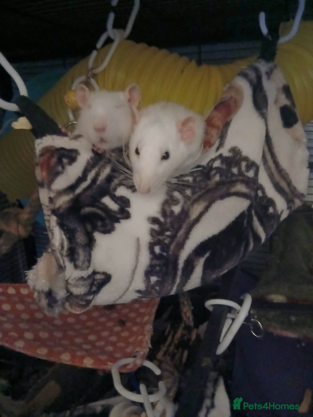 Rat rodents for sale: For sale - Advert 1