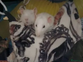 Rat rodents For sale - Advert 4