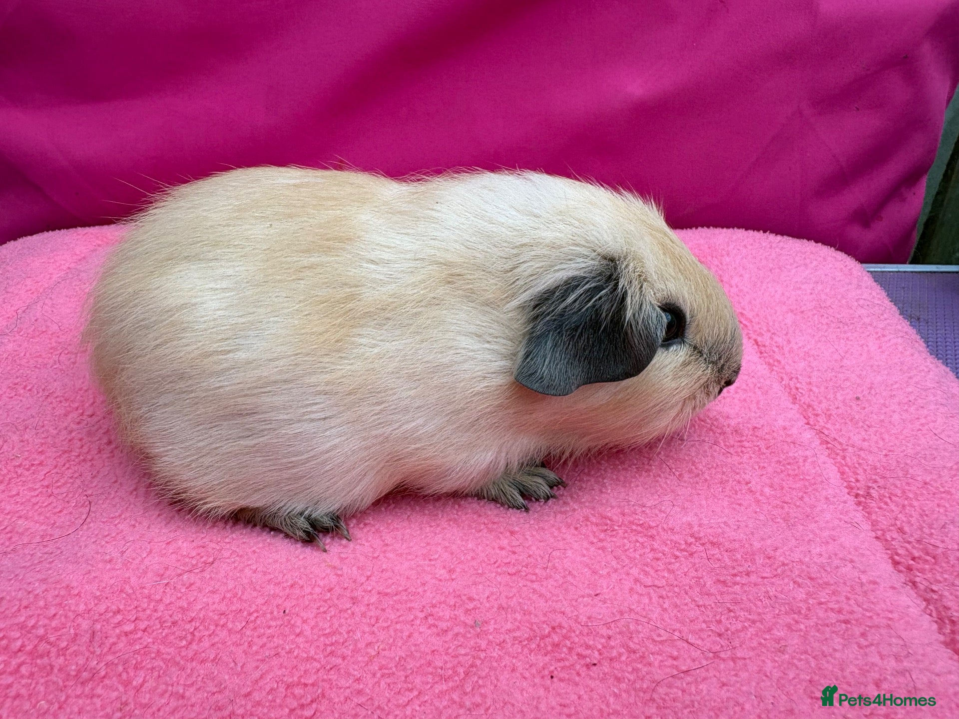 Guinea Pig rodents Californian & Himalayan - Boars & Sows - Advert 1