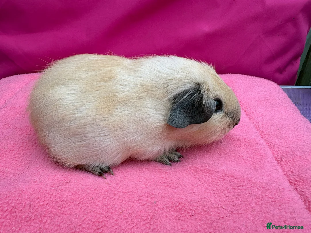 Guinea Pig rodents for sale: Californian & Himalayan - Boars & Sows - Advert 1