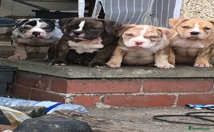 American Bully dogs - Advert 1