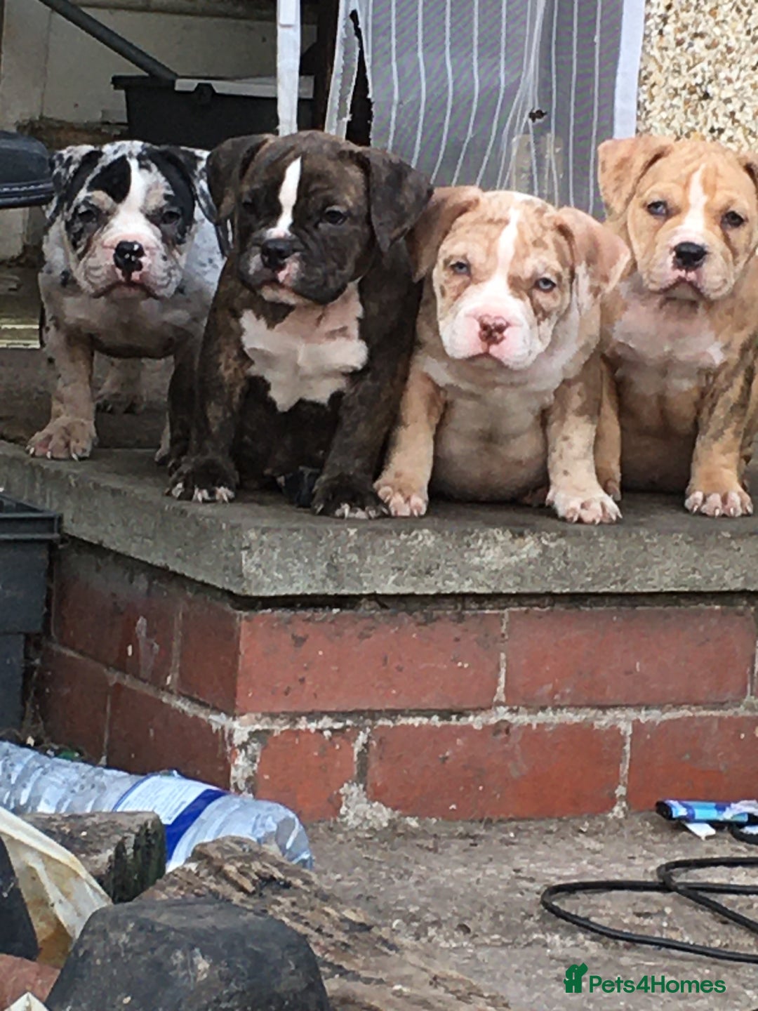 American Bully dogs for sale: Micro Merle bullys - Image 1