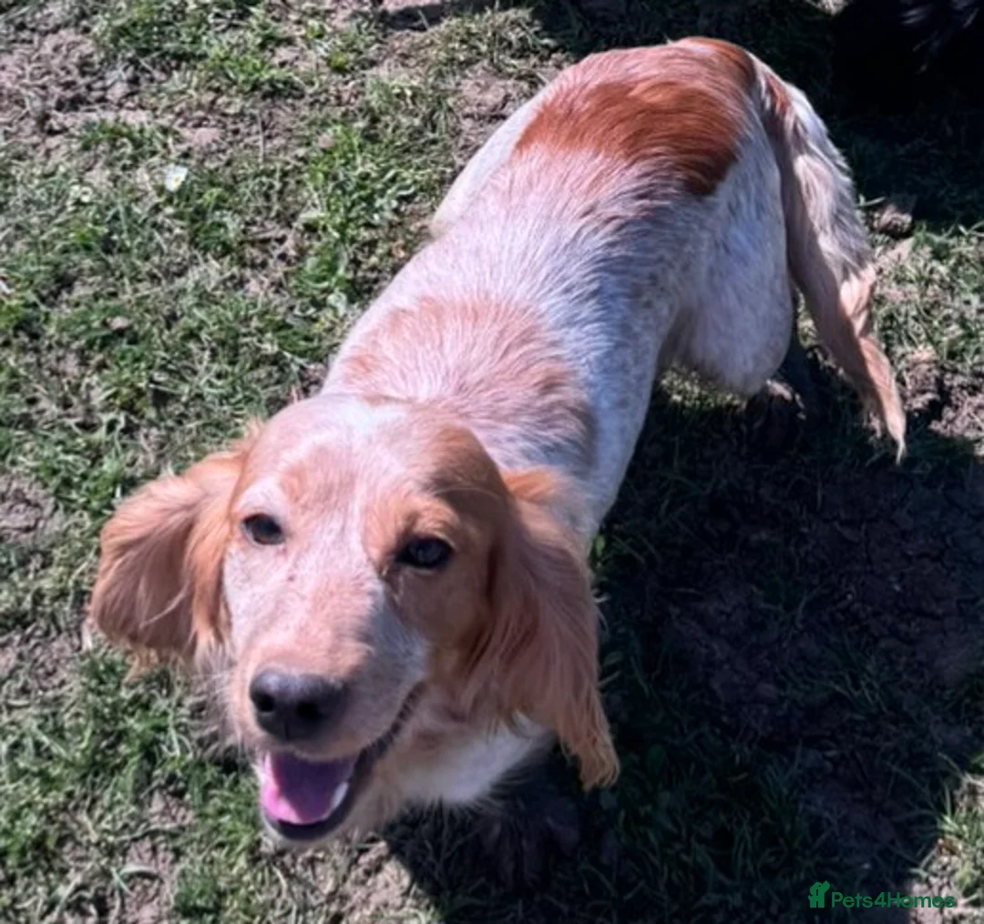 Cocker Spaniel dogs for sale: ❗️2 cocker spaniel sisters for sale❗️ - Advert 2