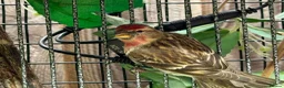 Finches birds for sale: Redpoll Pair for Sale - Advert 2