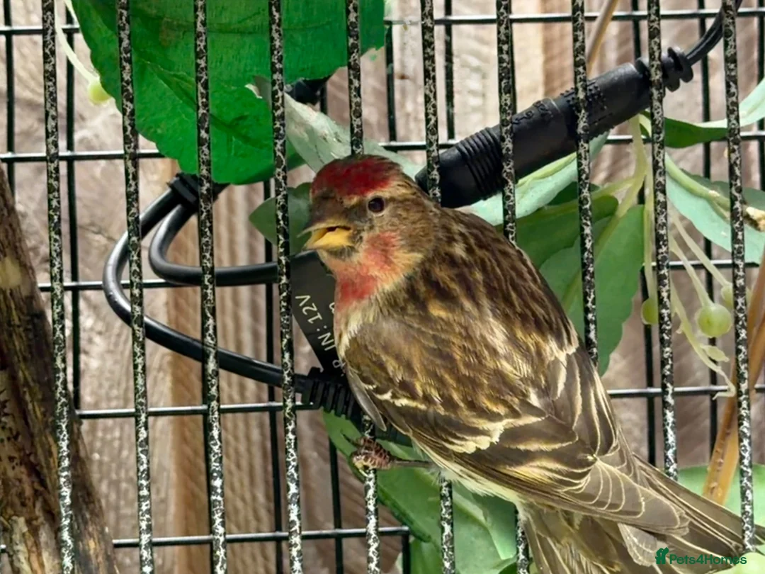 Finches birds for sale: Redpoll Pair for Sale - Advert 2