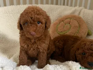 Cavapoo dogs Health tested Cavapoos - Advert 1