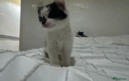 Mixed Breed cats for sale: 3 beautiful kittens looking for new home - Image 18